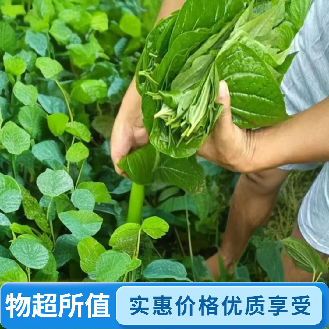 现摘发货 广西野生哈喽叶新鲜香蒌叶做豆腐酿食用香料叶