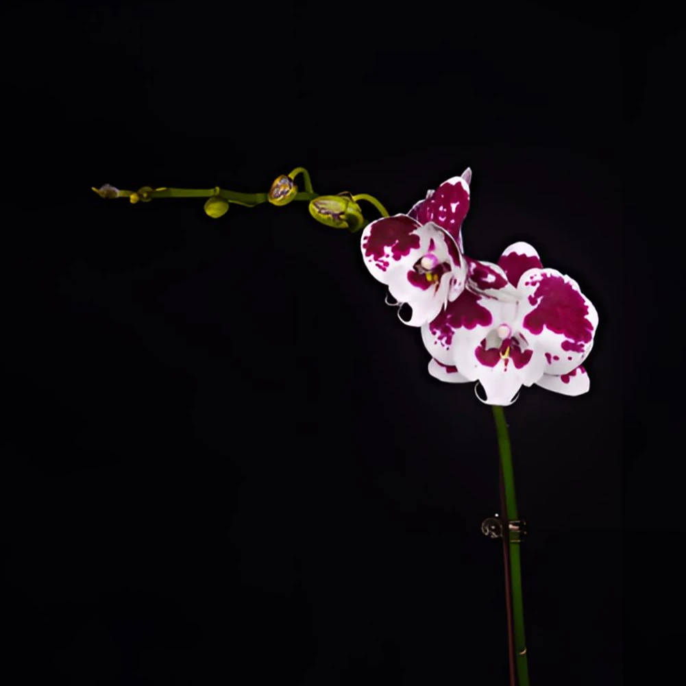 蝴蝶兰3.5寸【一千零一夜】带花带花苞开花株发货