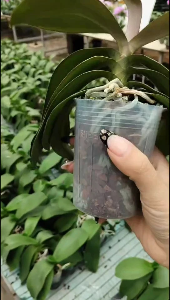 完全开放罗马情人  正价苗闪购