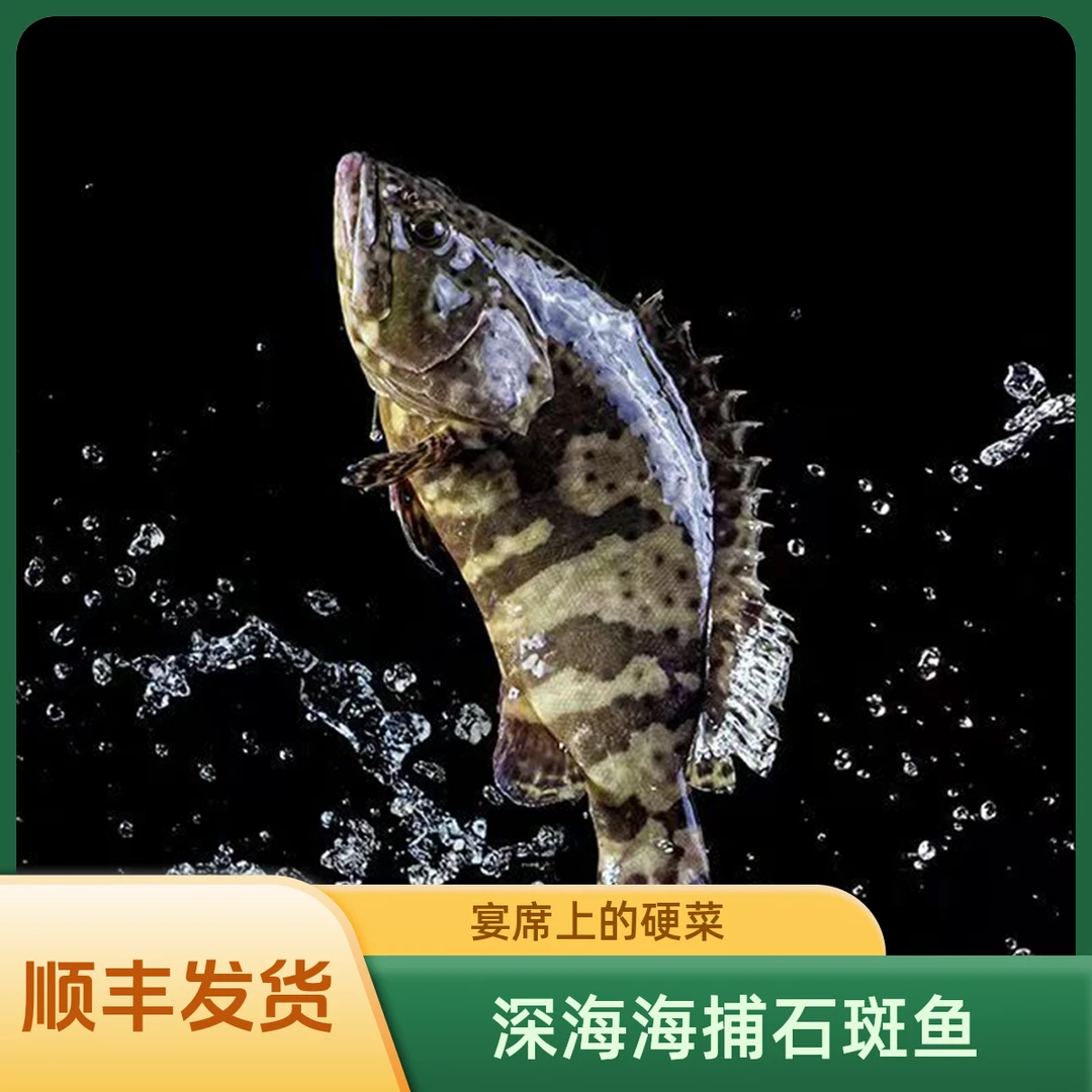 2条老虎斑龙胆石斑鱼高端海鱼活鱼速冻锁鲜鱼肉鲜嫩海鲜硬菜