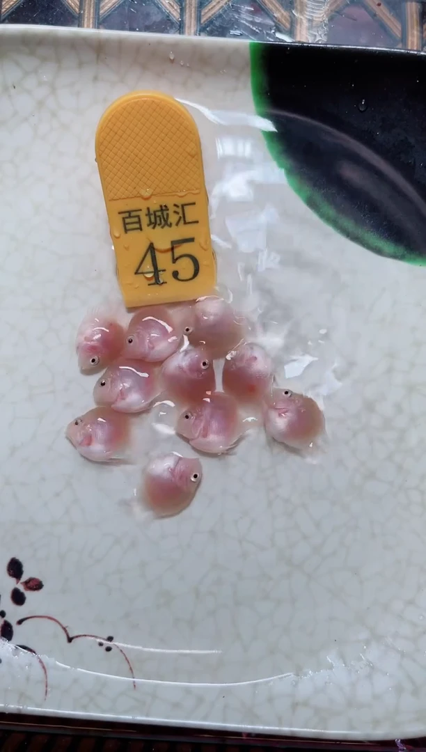 鹦鹉鱼胭脂苗10条