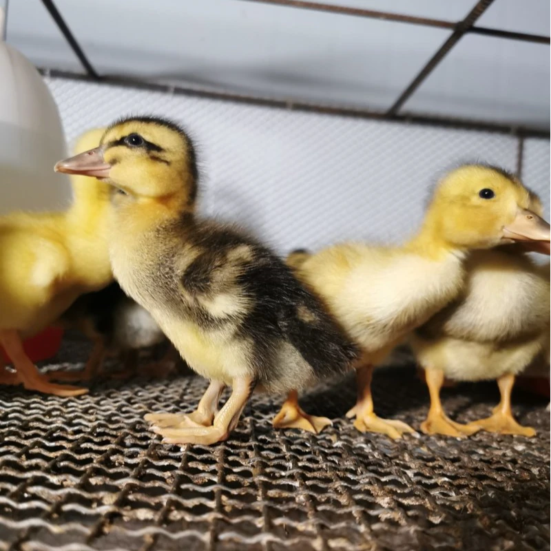 宠物鸭 半斤麻鸭 脱温绿头鸭 一斤水鸭土鸭 肉鸭 包邮包活