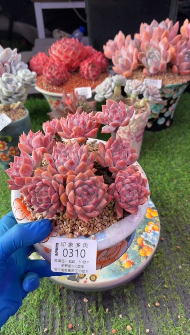 昆明印象多肉0310