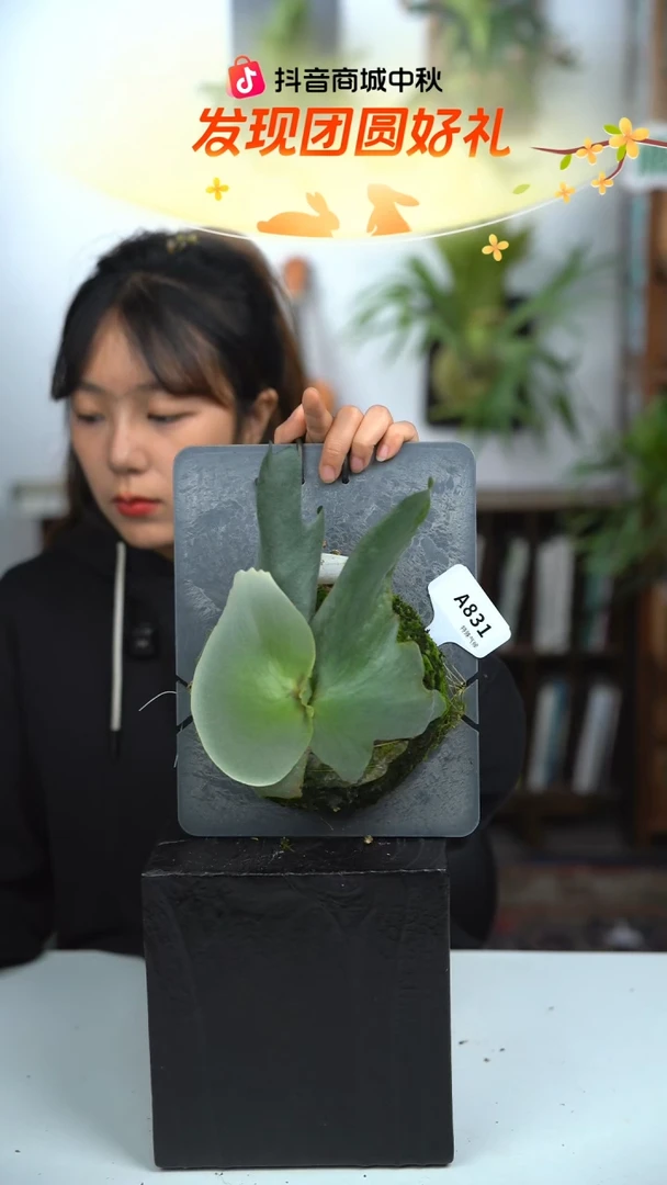 不开花植物A831-何其美鹿角蕨（叶片微瑕）