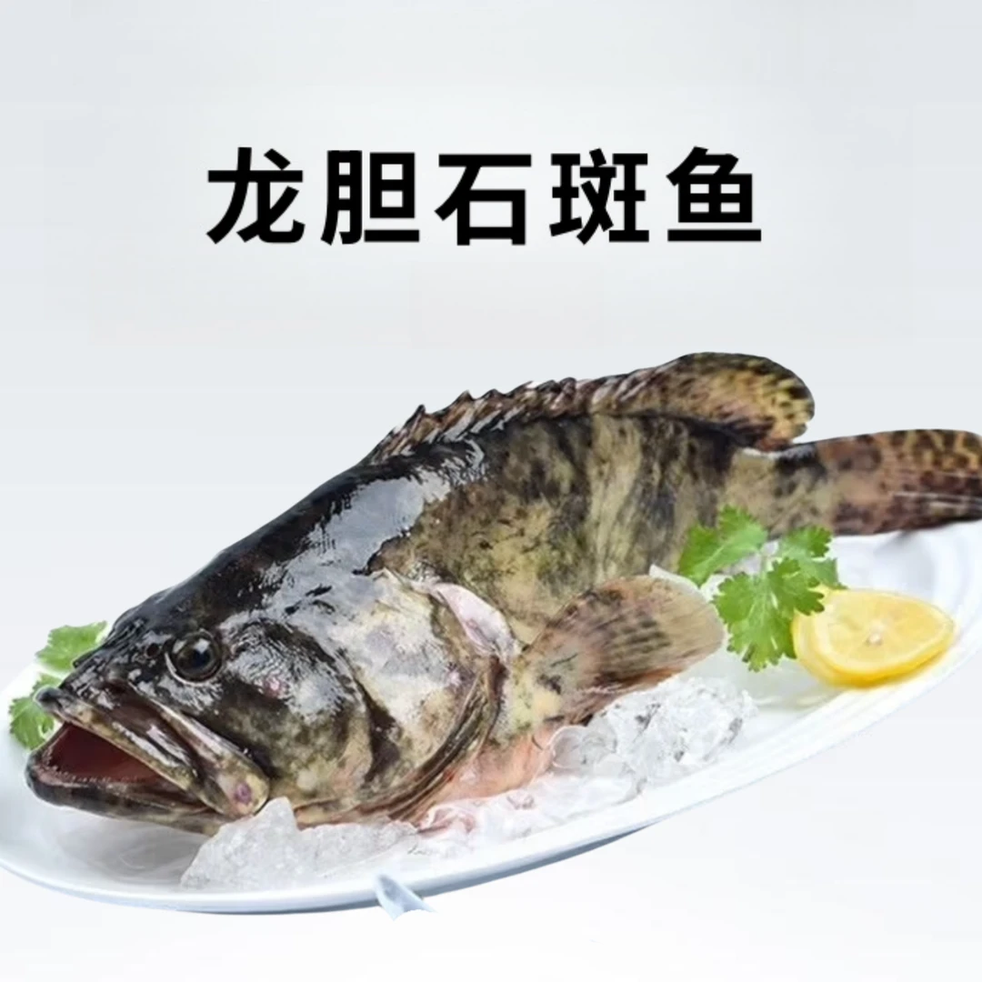 5条深海石斑鱼珍珠老虎青斑速冻发货非活发不杀