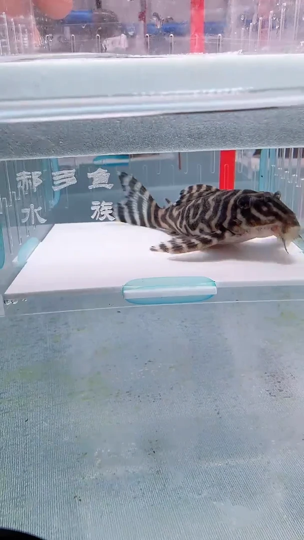 清道夫9+ 不包入缸损 107