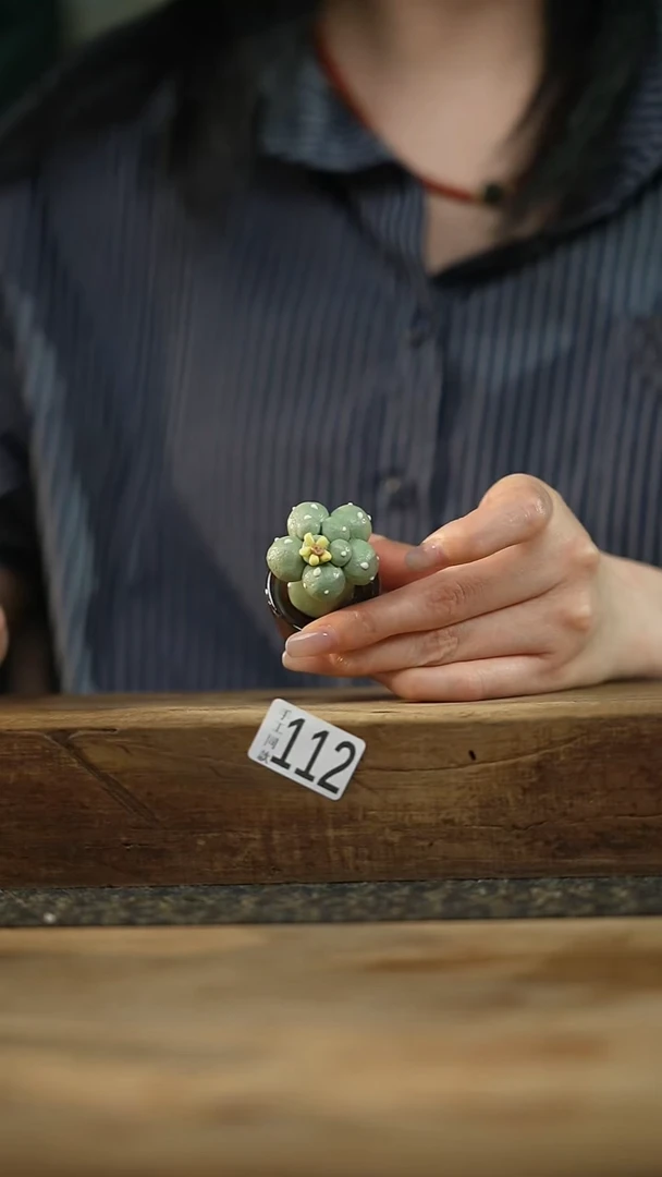 新品！可爱仙人掌摆件/茶宠