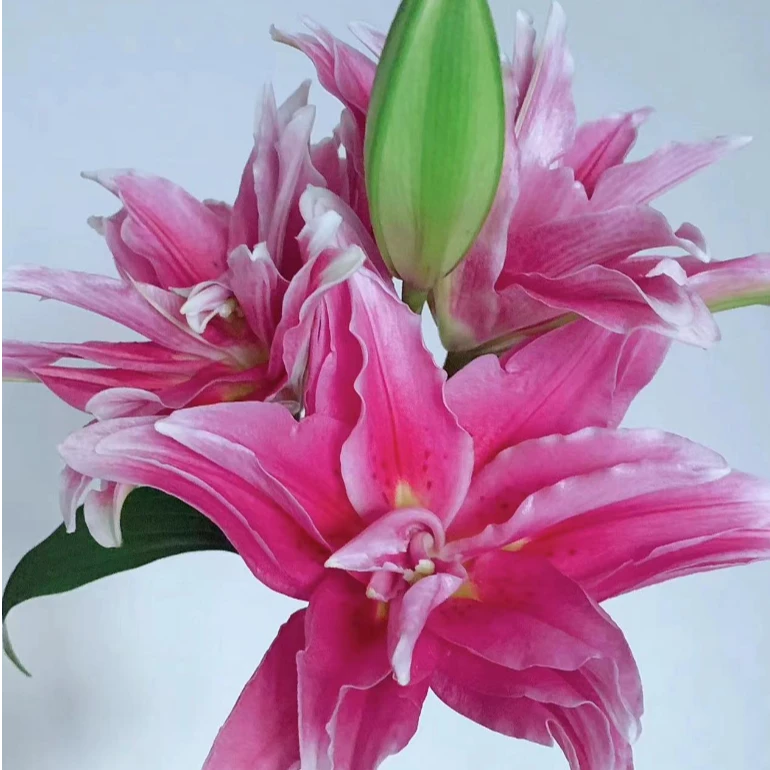 四季可种1颗 12/14 【艾琳娜】重瓣香水百合花球