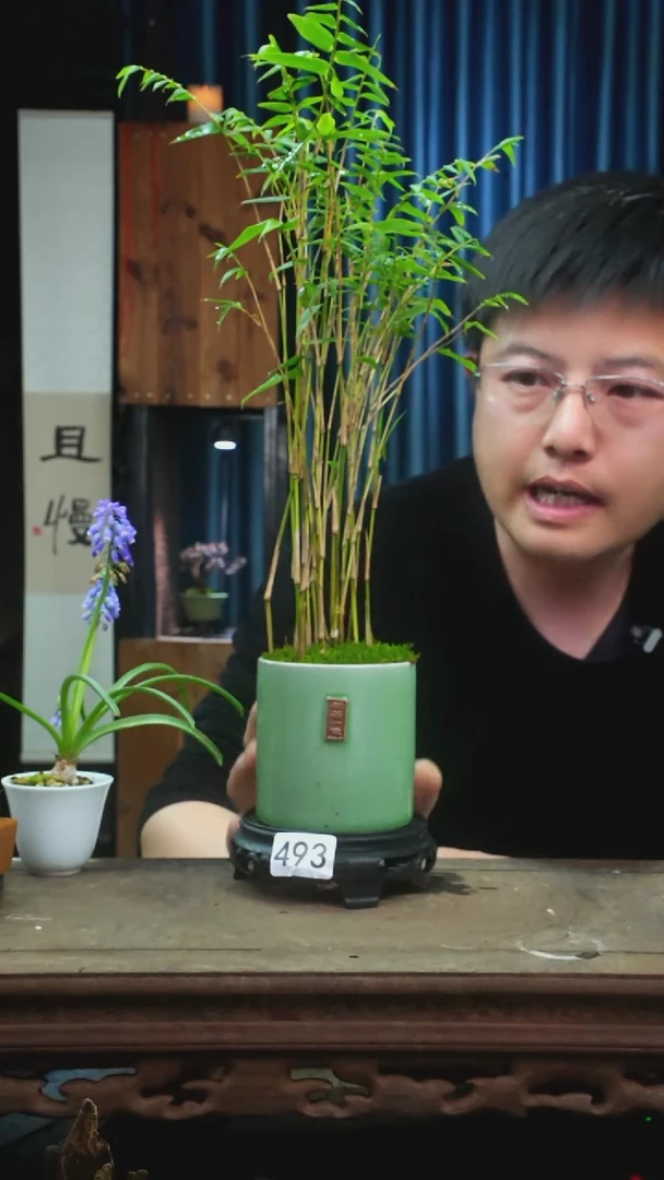 【闪购商品】苔藓微景观493号