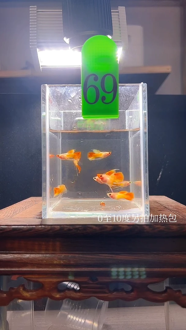 孔雀鱼皇家日落玻璃猫长公69