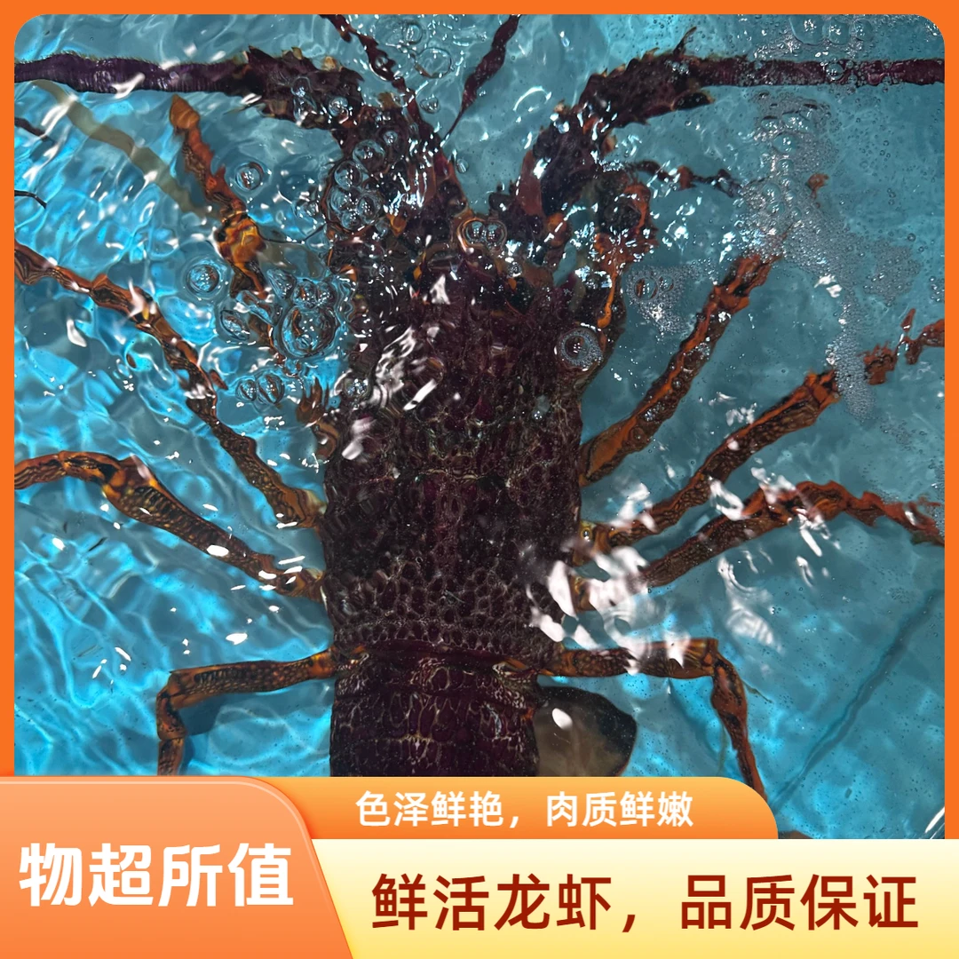 A北行寻海 鲜活澳龙【保鲜不保活】同城顺丰跑腿 现称