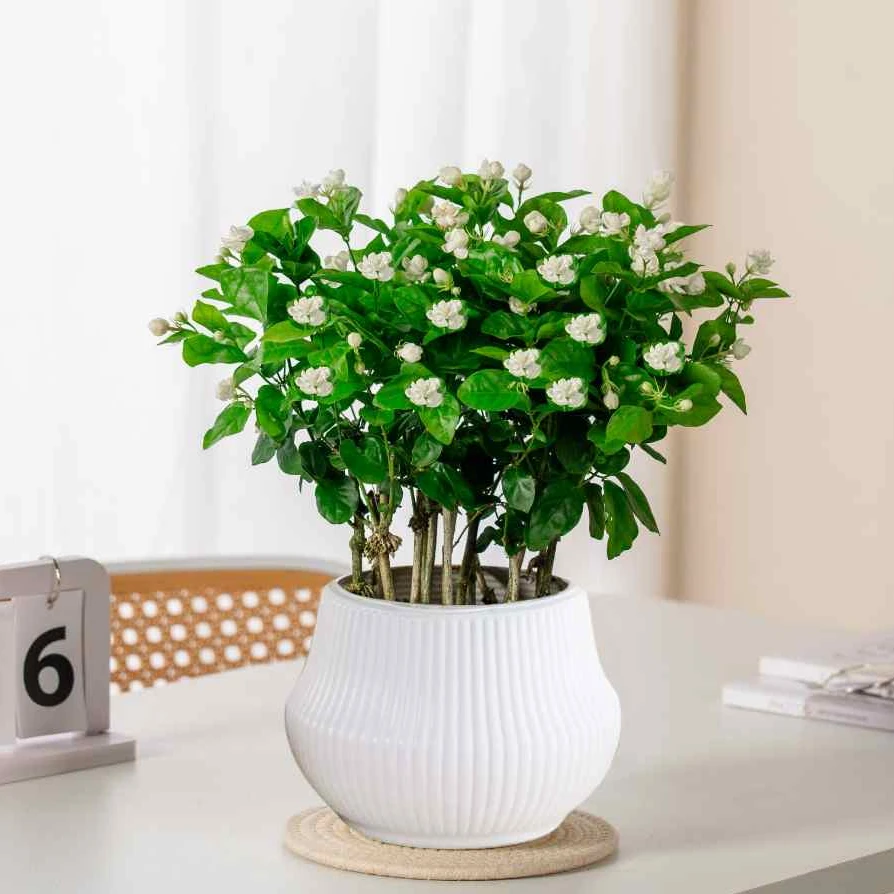 横州重瓣香水茉莉花盆栽地栽阳台喜阳喜水绿植花卉