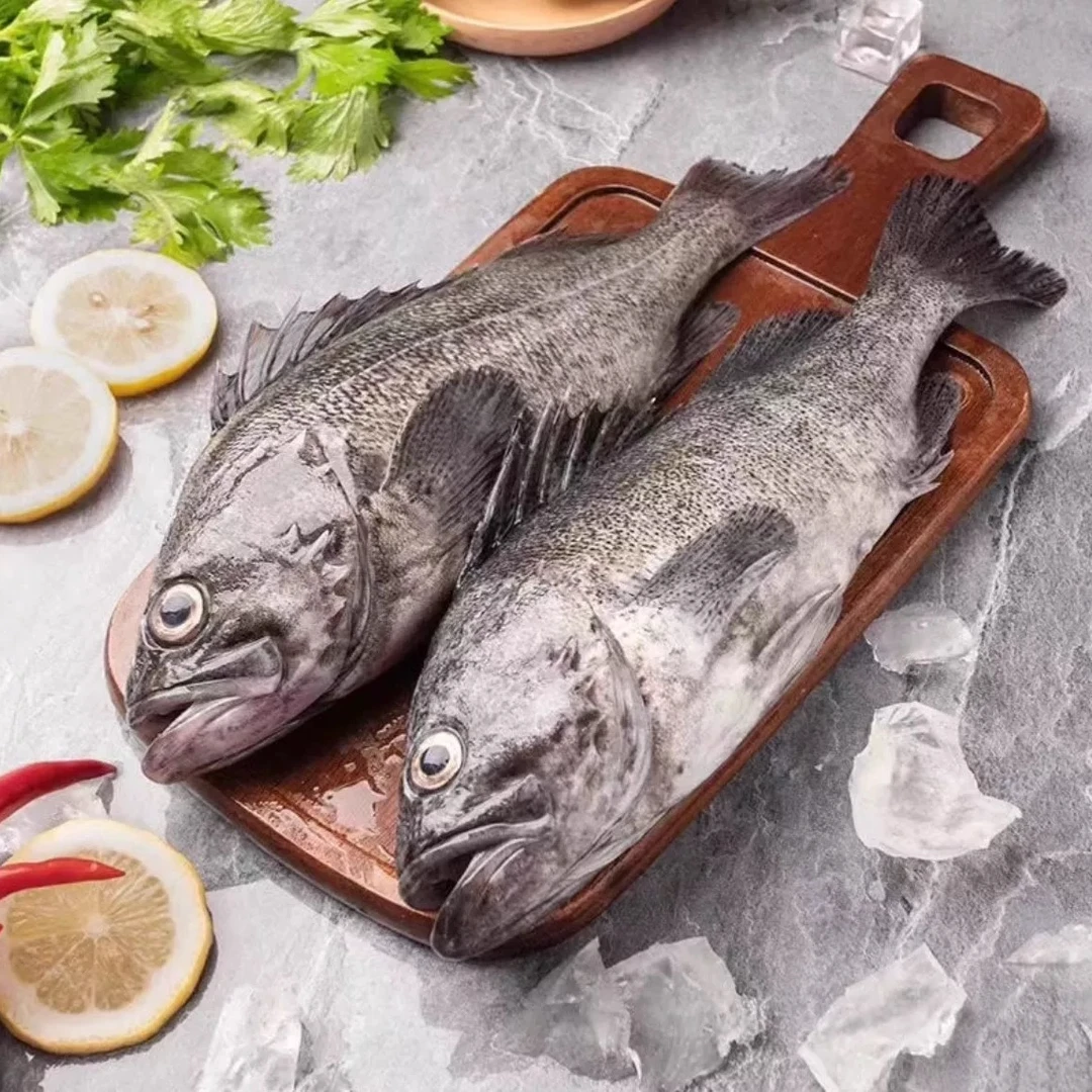 新鲜黑石斑鱼 黑头鱼 清蒸 红烧 刺身 多种烹饪方式