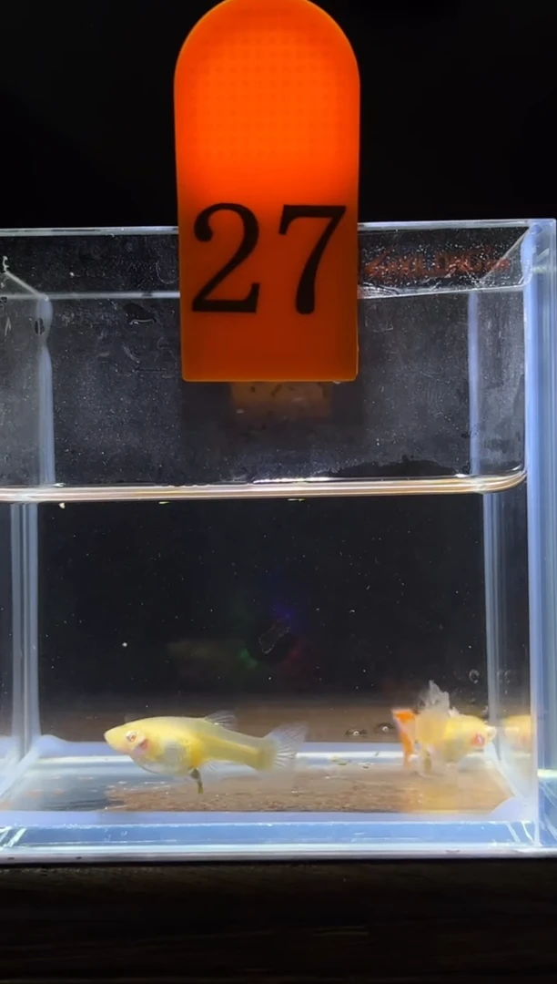 孔雀鱼紫白飞船跑红体编号27