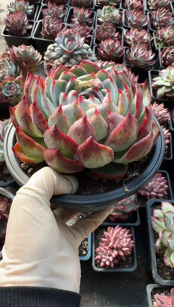 量拍--包子惊鸿仙子（裸根发货）