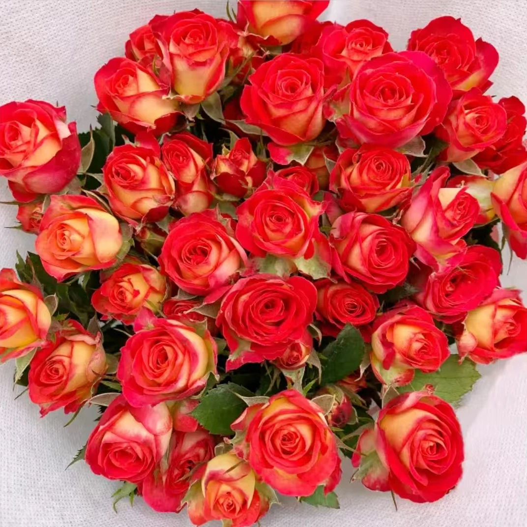 【高端花材】 爱丽丝多头玫瑰 云南基地鲜切花现采现发