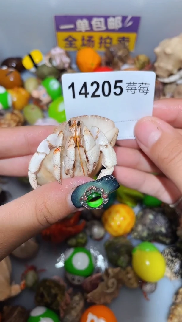 寄居蟹陌派甄选寄居蟹14205