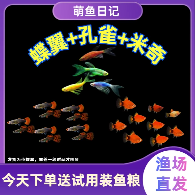 【蝶翼+孔雀+米奇】小型热带观赏鱼好养耐活适合新手