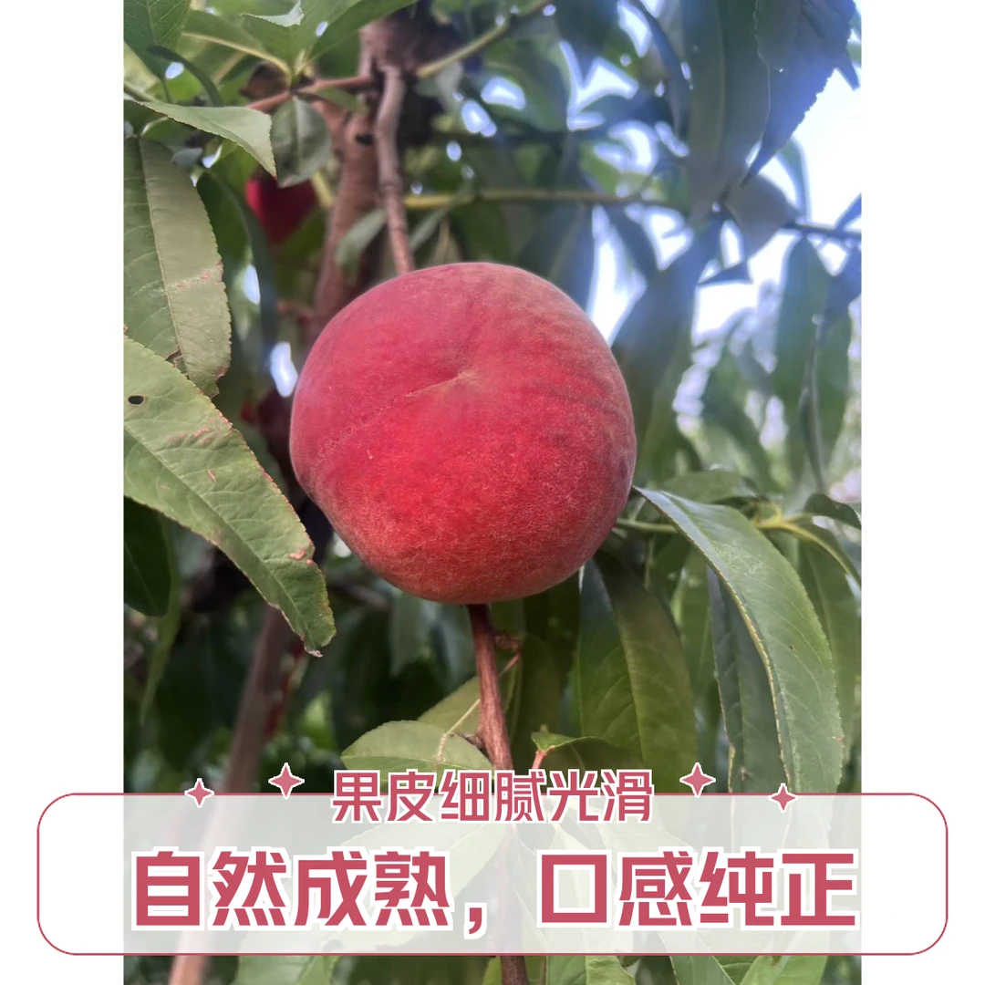 河南农家现摘新鲜桃子应季脆桃毛桃当季水果整箱包邮