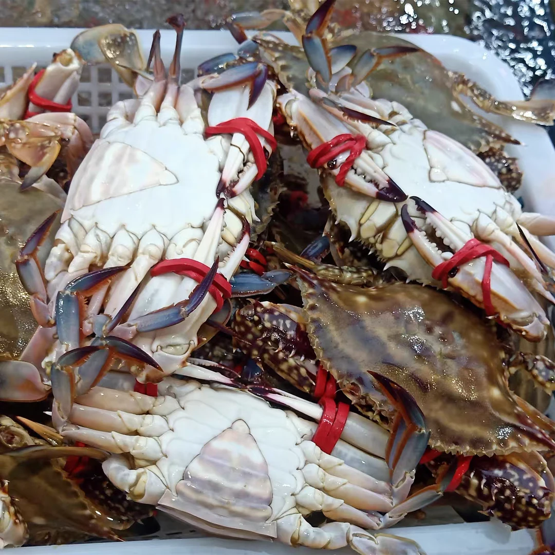 【特惠2斤】莱州三山岛明黄、肉母混搭 单只3两左右 肥度9-10成 鲜甜味美【保鲜不保活】部分掉腿介意慎拍