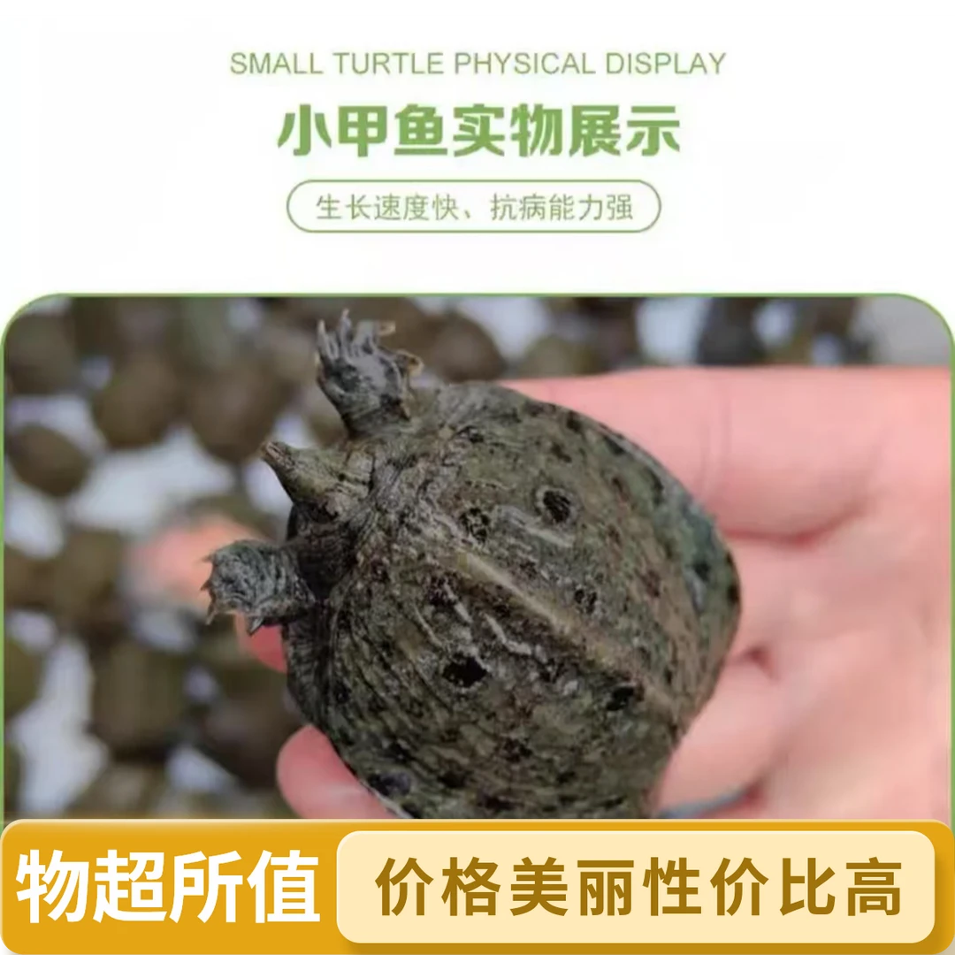 【甲鱼苗】鱼塘水库养殖水鱼团鱼鳖孵化养殖场鲜活到家死亡包赔