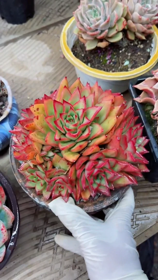 【闪购商品】22049