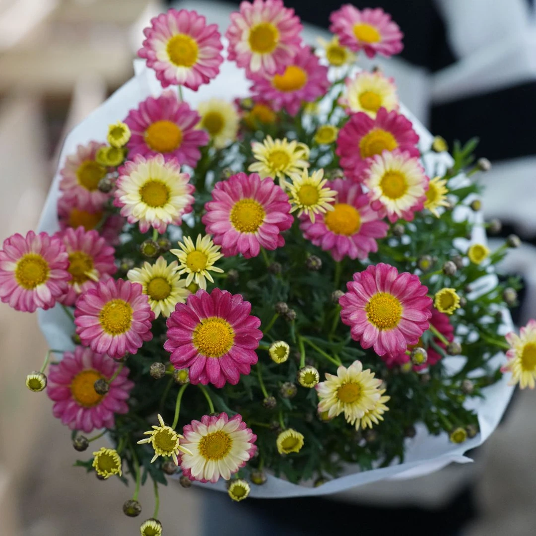 玛格丽特 蜜糖 玛格丽特草本盆栽多年生耐低温耐晒多季节开花