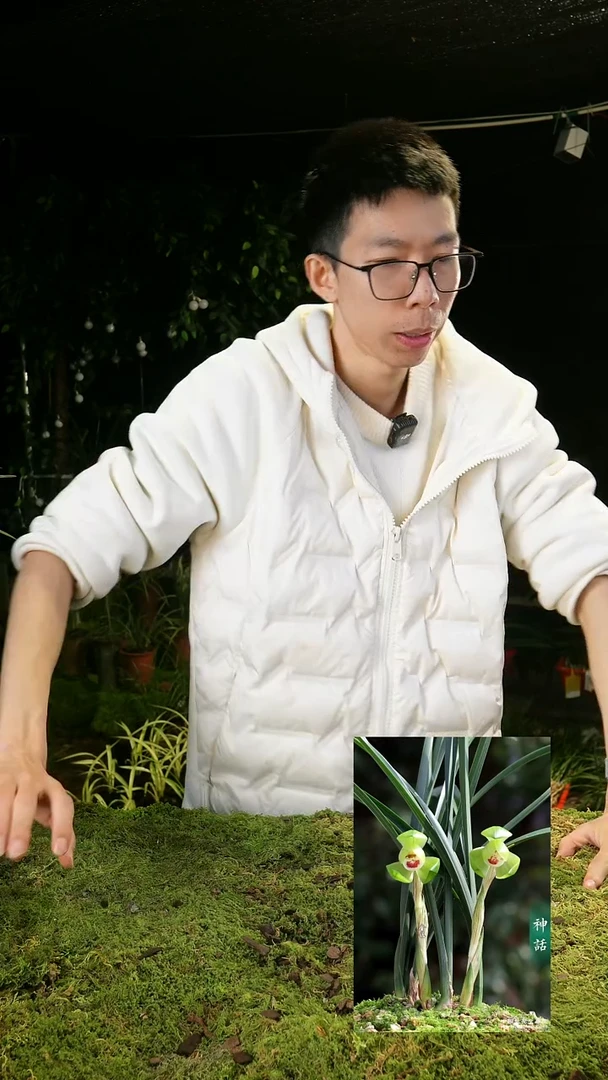 全部花苞歪**了春兰-神话（子母2苗）带盆种好