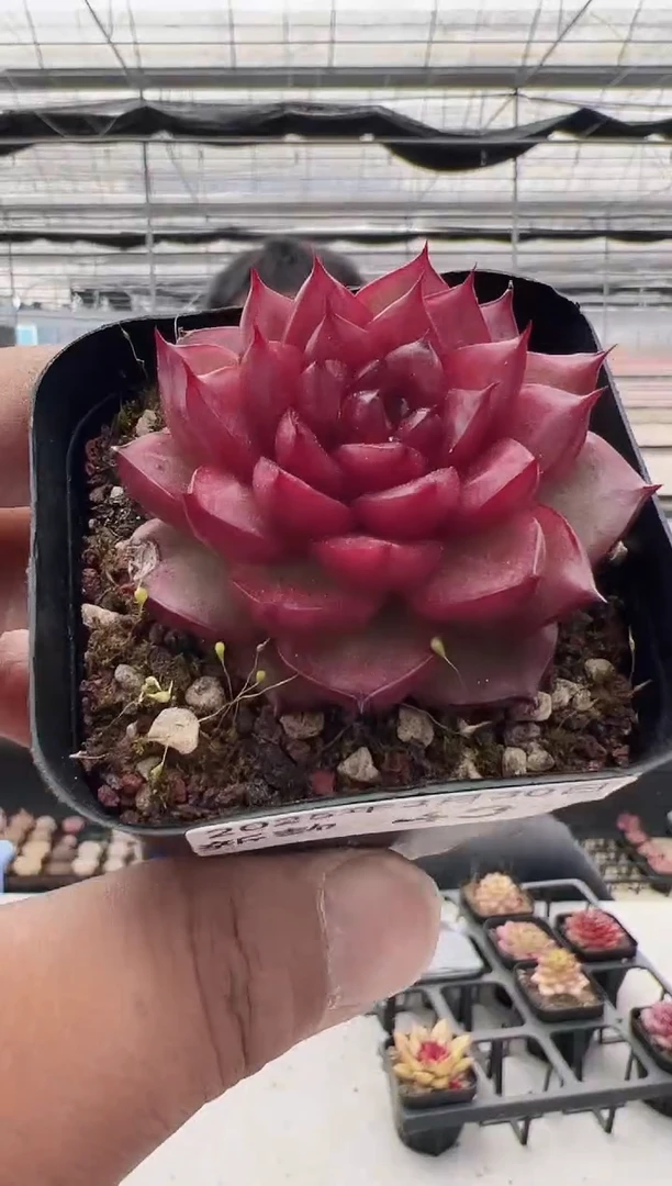 新款多肉------43