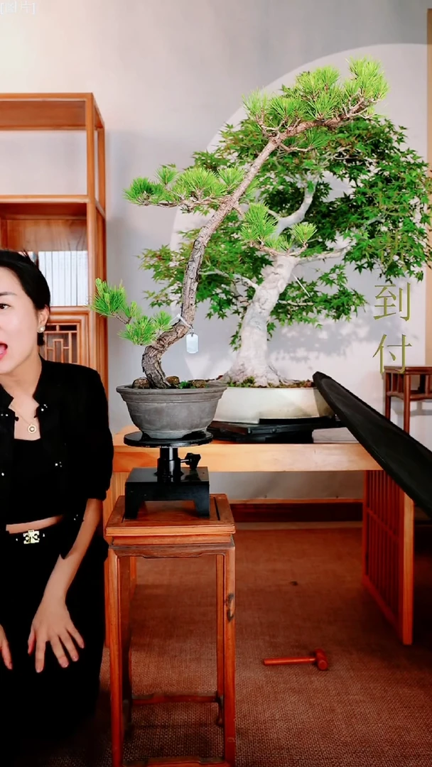 三河黑松111111111111