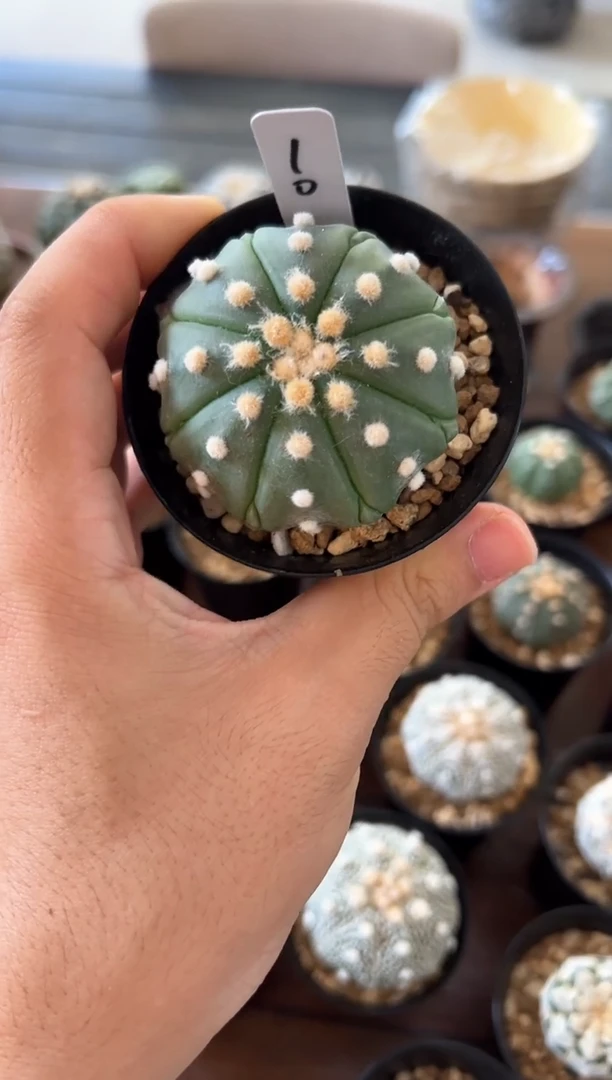 海星腹棱大油实生根星兜编码10