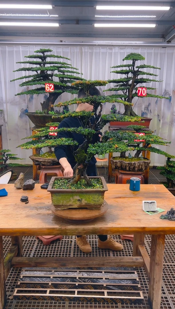 无花朵用****5精品盆景直播间一物一拍