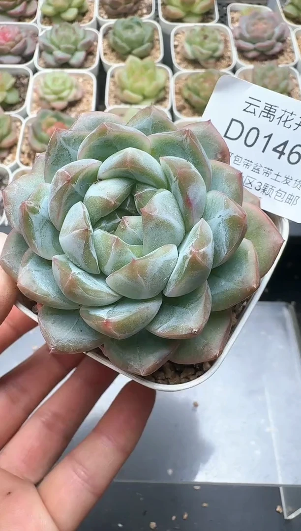 146D云禹多肉植物 带盆土纸巾打包 3颗包邮