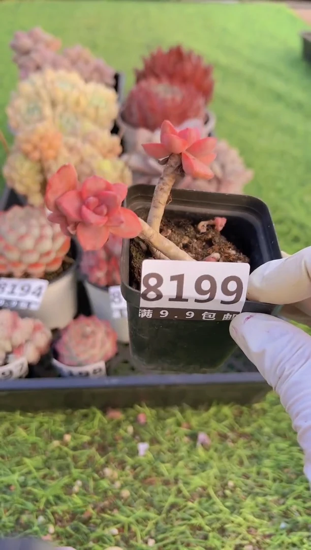 【闪购商品】信福多肉一物一拍