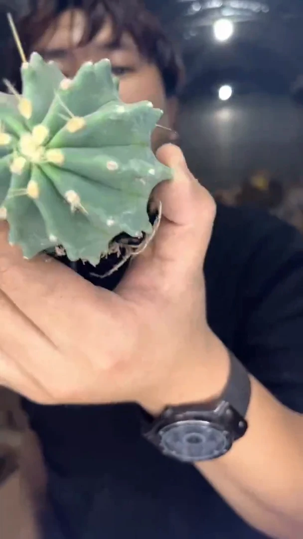 3颗 实生根 无刺王冠龙 5-7cm