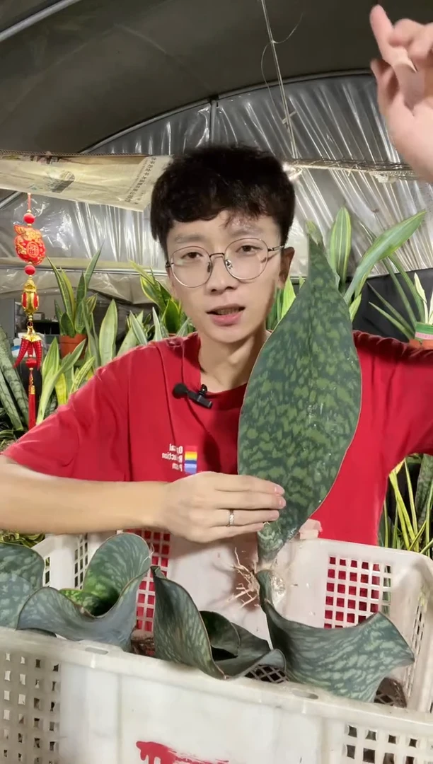 翡翠宝镜单叶裸根28cm起9.99