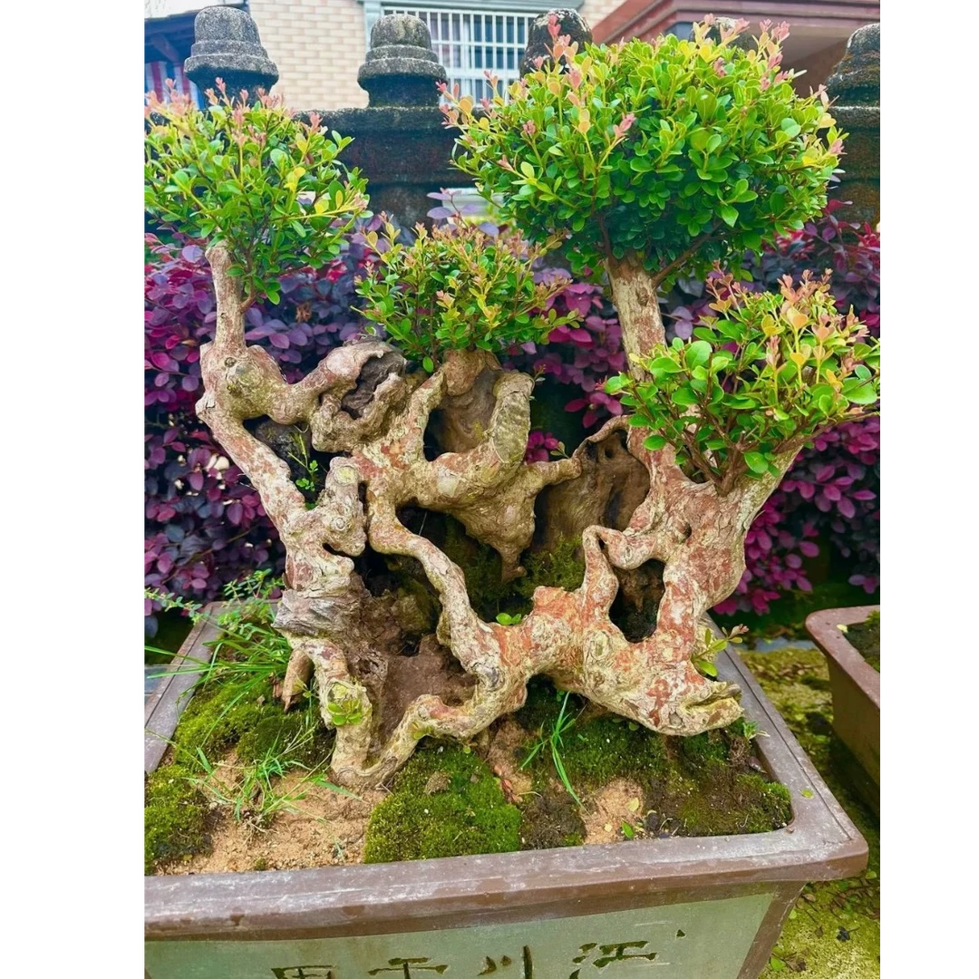 小叶红芽赤楠盆景四季长青开花结果