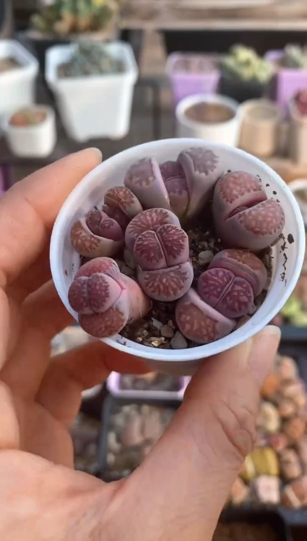 【闪购商品】6254直播一物一拍