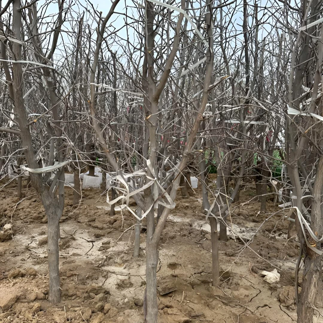 蟠枣树苗特大枣树新品种嫁接冬枣树南北方种植盆栽地栽抗严寒耐旱