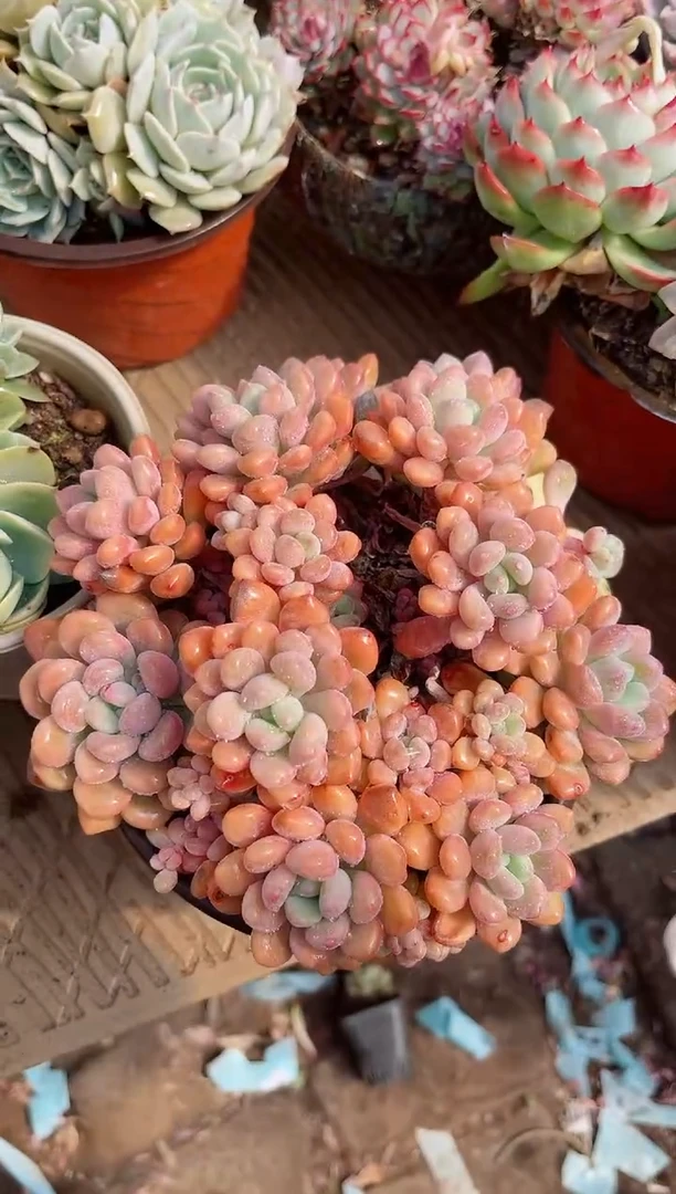 【闪购商品】02540