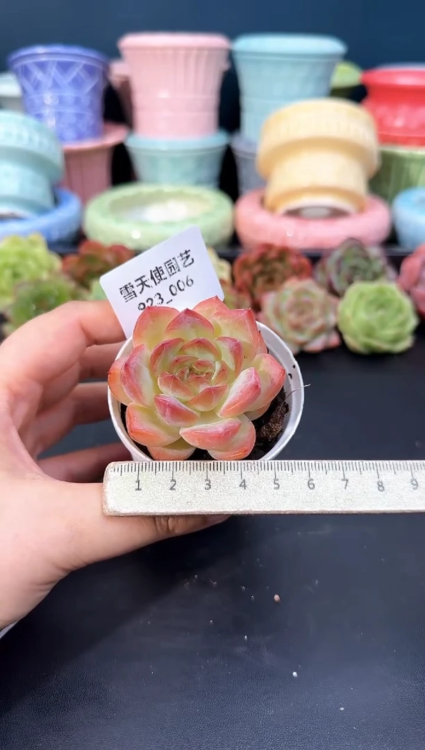 923-006红袖（冠幅5cm）