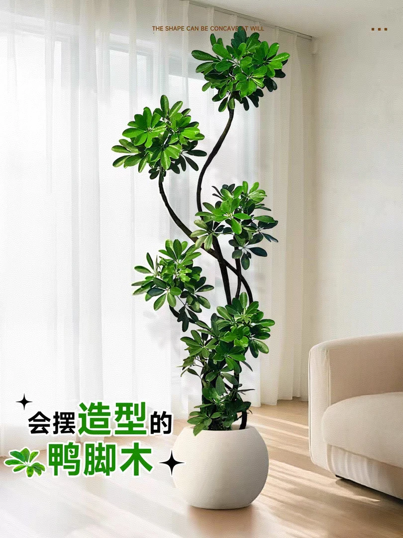 造型鸭脚木客厅大型绿植鸭掌木室内落地真花好养植物