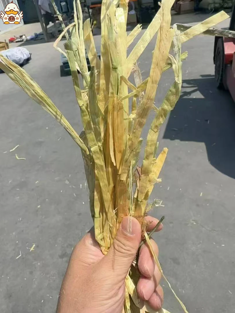 荷兰猪黄金燕麦草精筛一斤装
