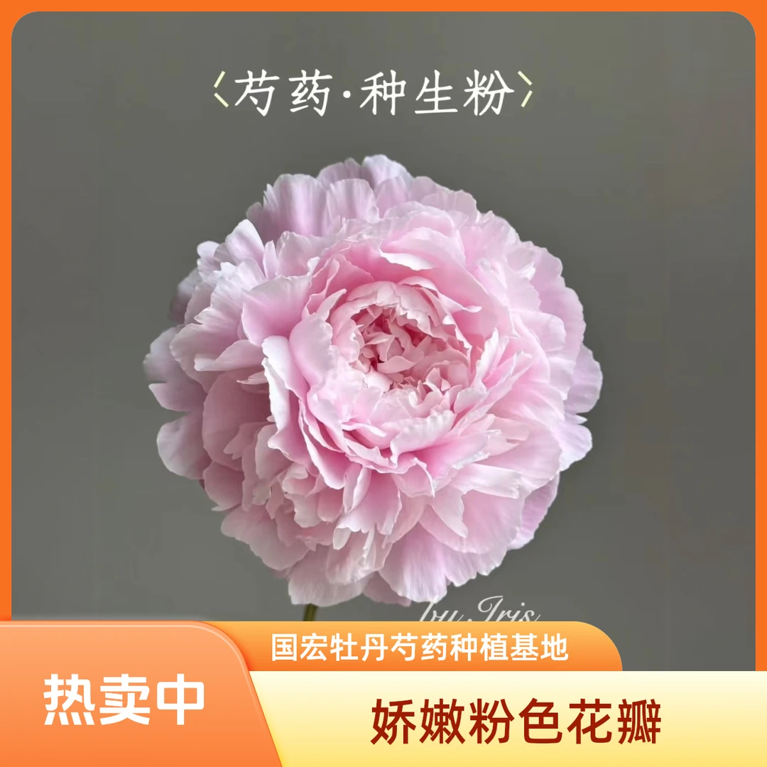 菏泽国宏牡丹芍药种植基地种生粉裸根发货