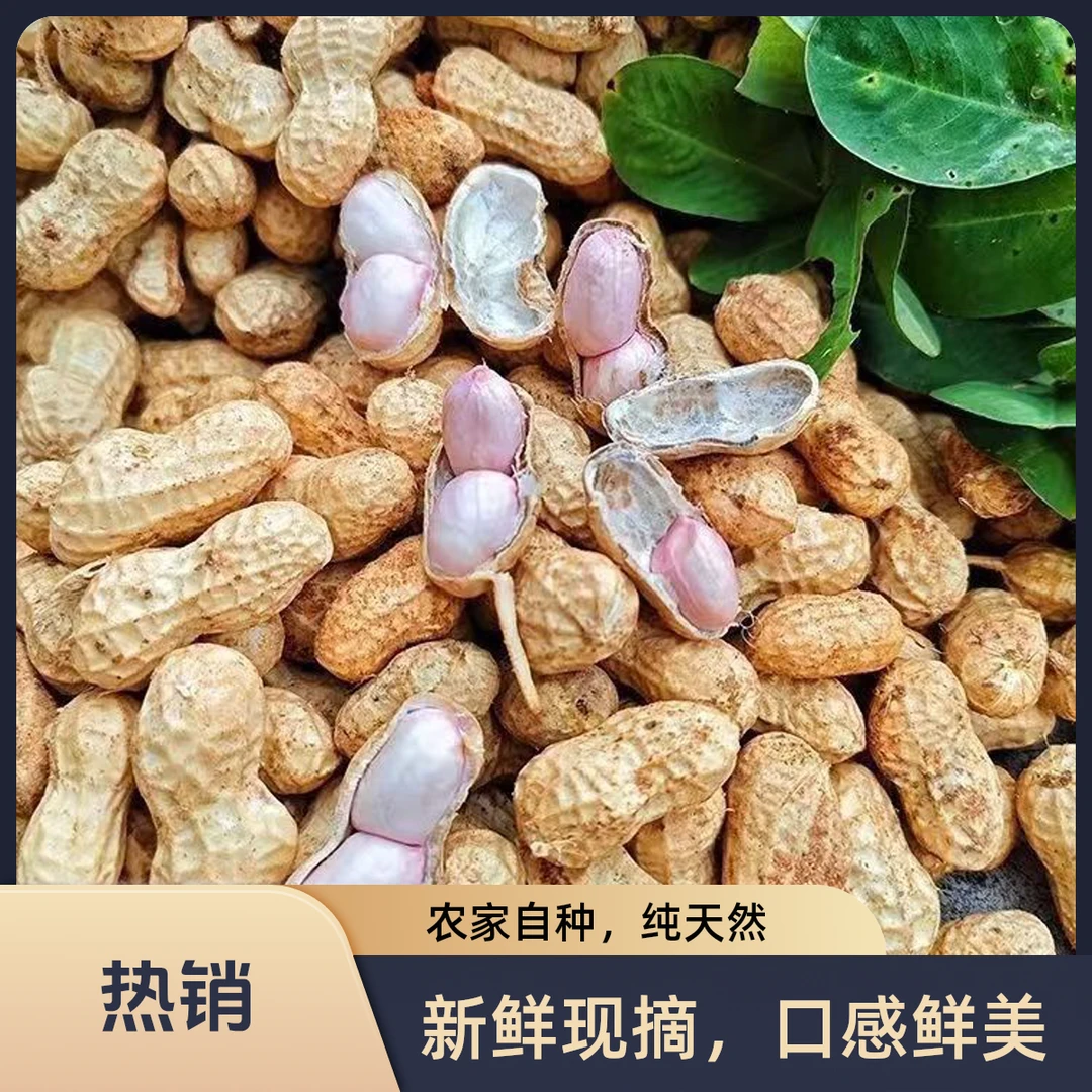新鲜带泥湿2025年湿花生决赛新鲜花生现挖现发带壳新鲜花生