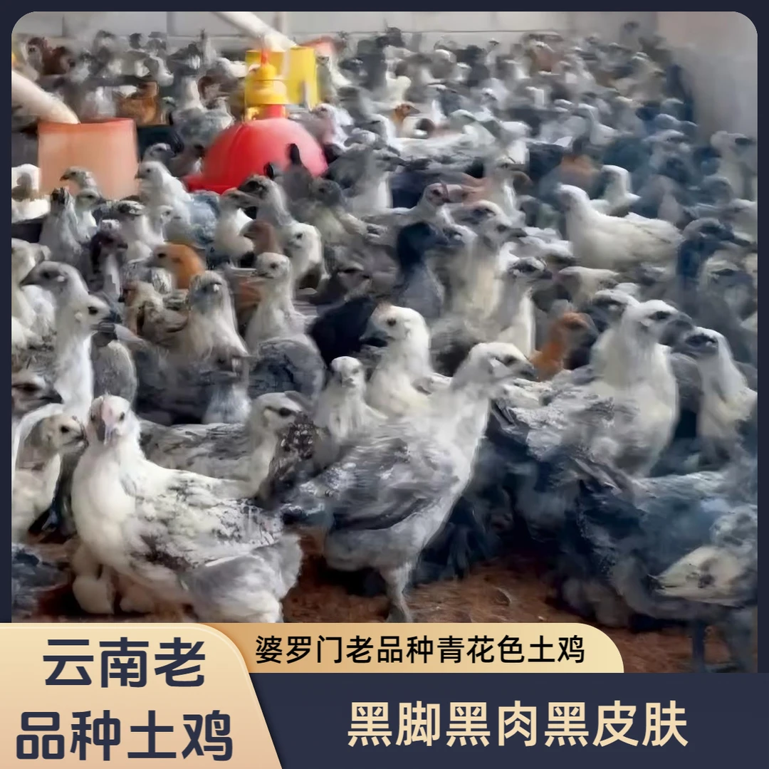 宠物鸡婆罗门云南老品种青花乌骨鸡黑脚黑肉8次防疫做齐1*3斤发货