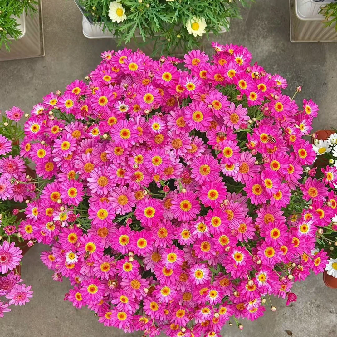 玛格丽特【玫红糖果】盆栽阳台庭院四季开花耐热植物