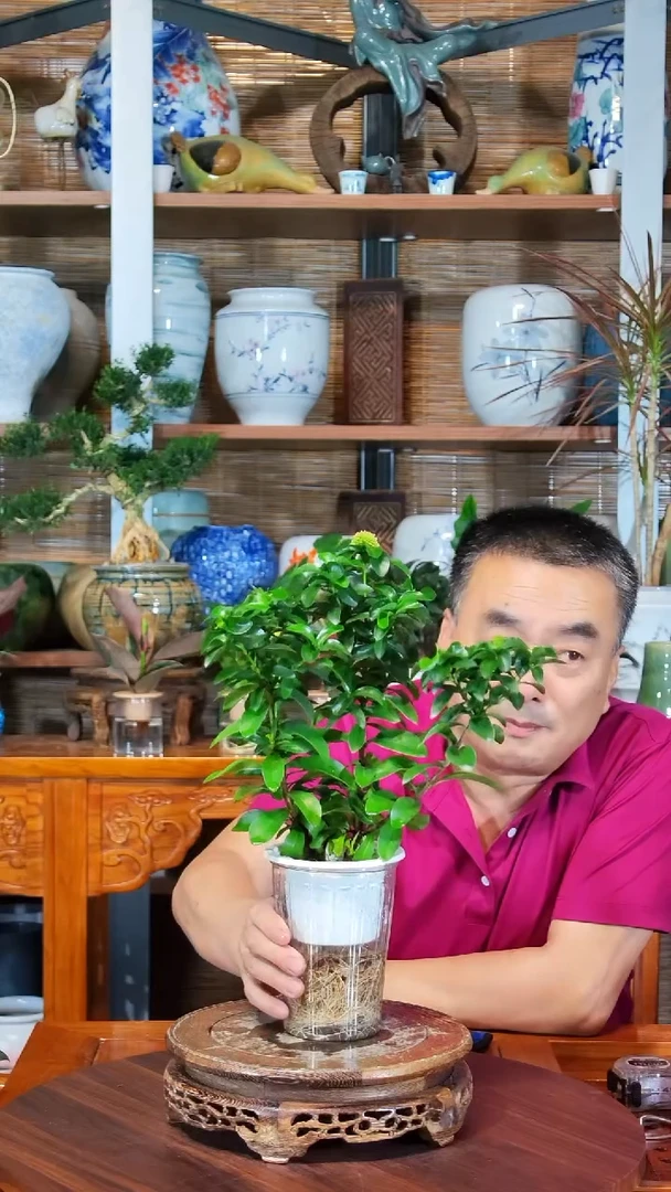 无花朵H****n水之韵水培龙船花