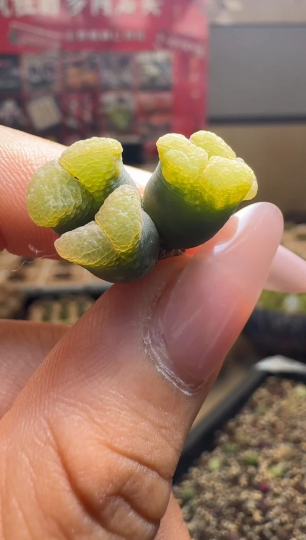 船*29-197多肉植物肉锥