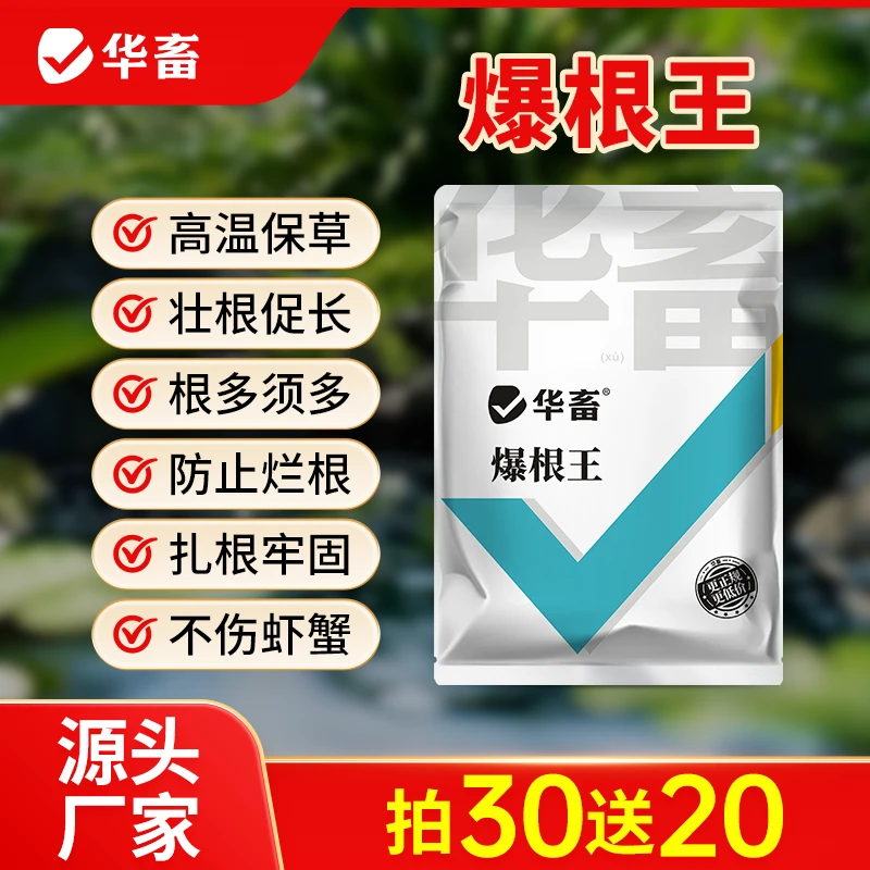 【拍50送40】爆根王水草壮根生根抓地牢高温保草抗高温水草挂脏S